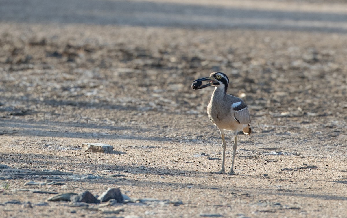 Beach Thick-knee - ML82176381