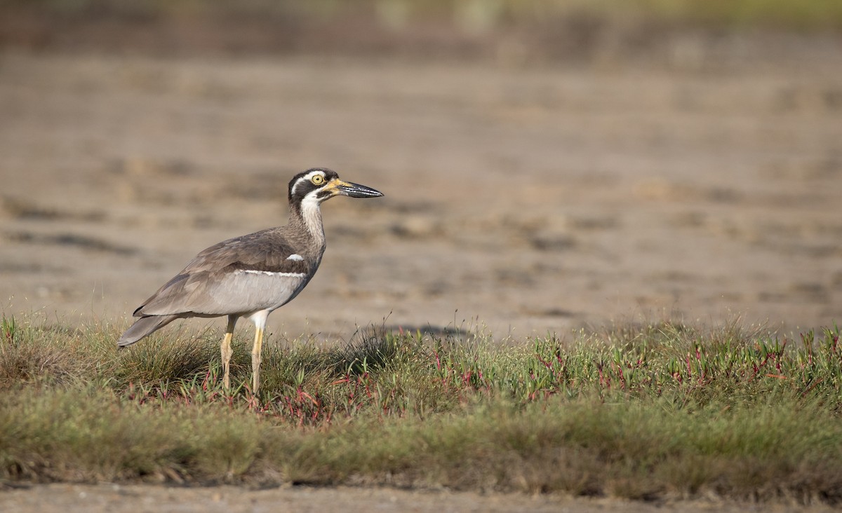 Beach Thick-knee - ML82176411