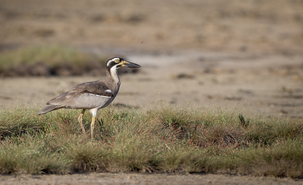 Beach Thick-knee - ML82176421