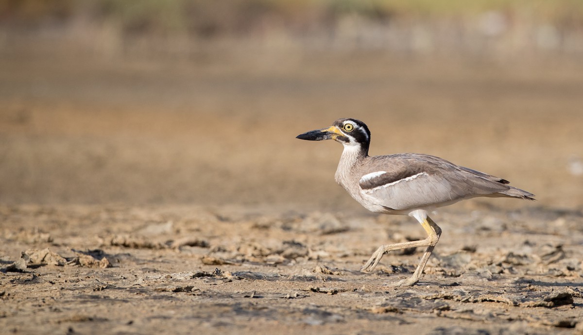 Beach Thick-knee - ML82176471