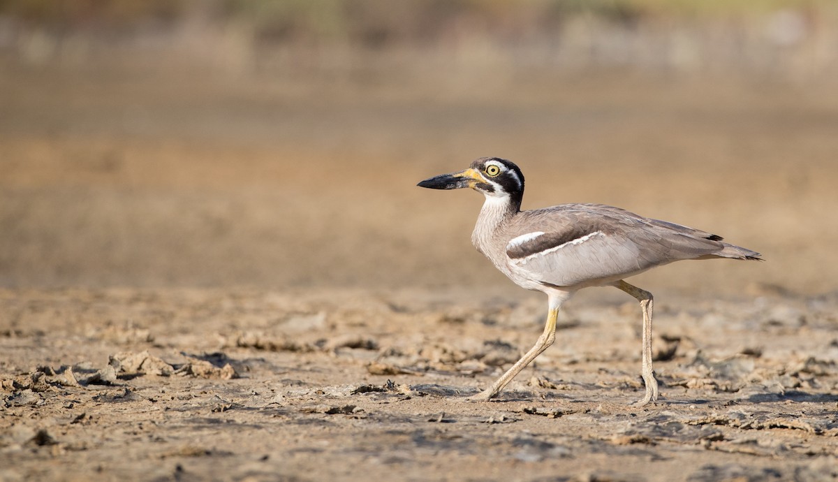Beach Thick-knee - Ian Davies