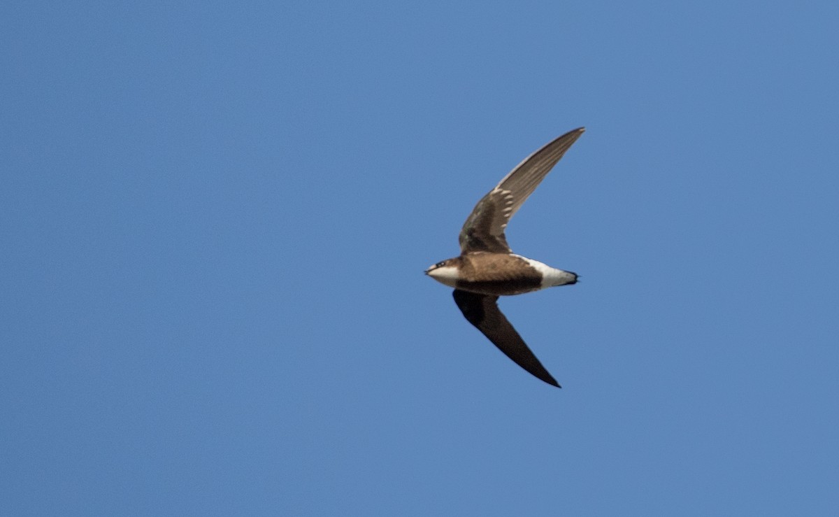 White-throated Needletail - ML82176491