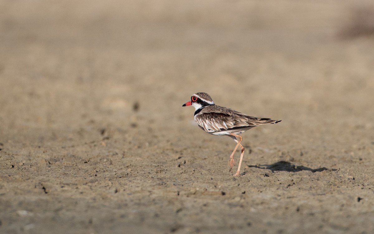 Black-fronted Dotterel - ML82176511