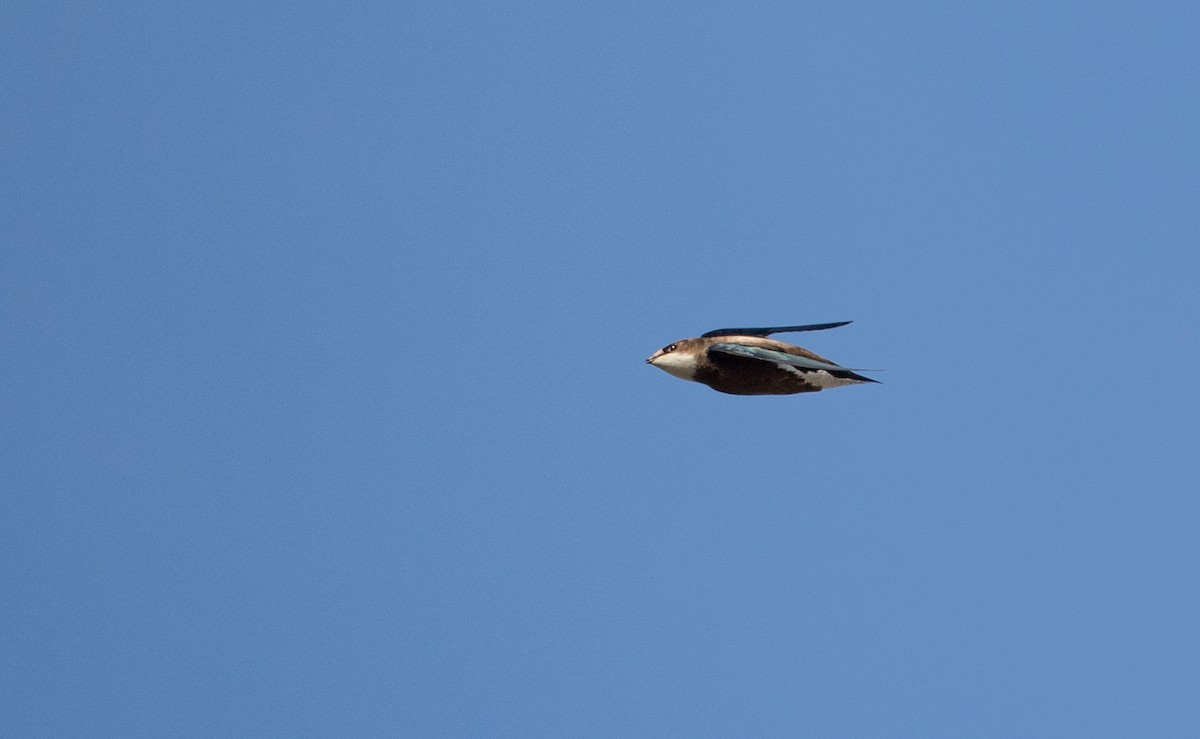 White-throated Needletail - ML82176541