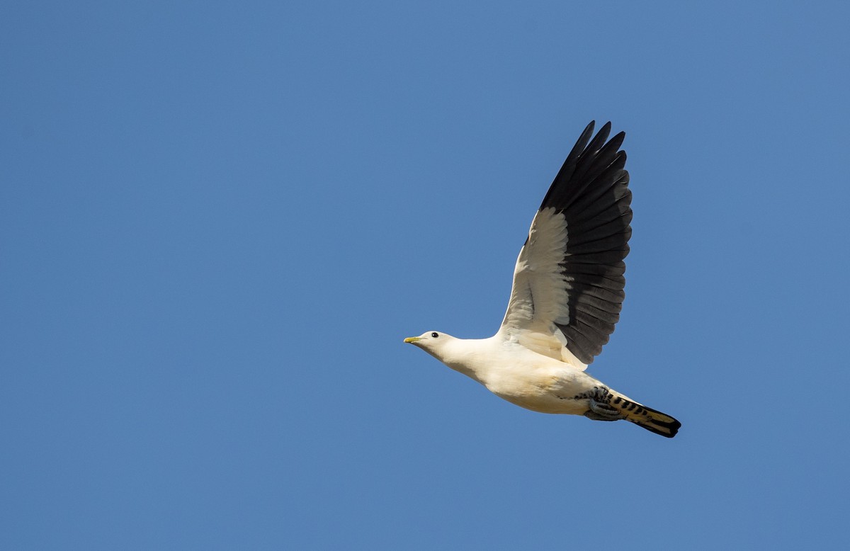 Torresian Imperial-Pigeon - ML82176551