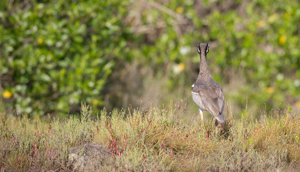 Beach Thick-knee - ML82176781