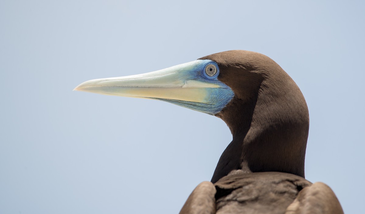 Brown Booby - Ian Davies