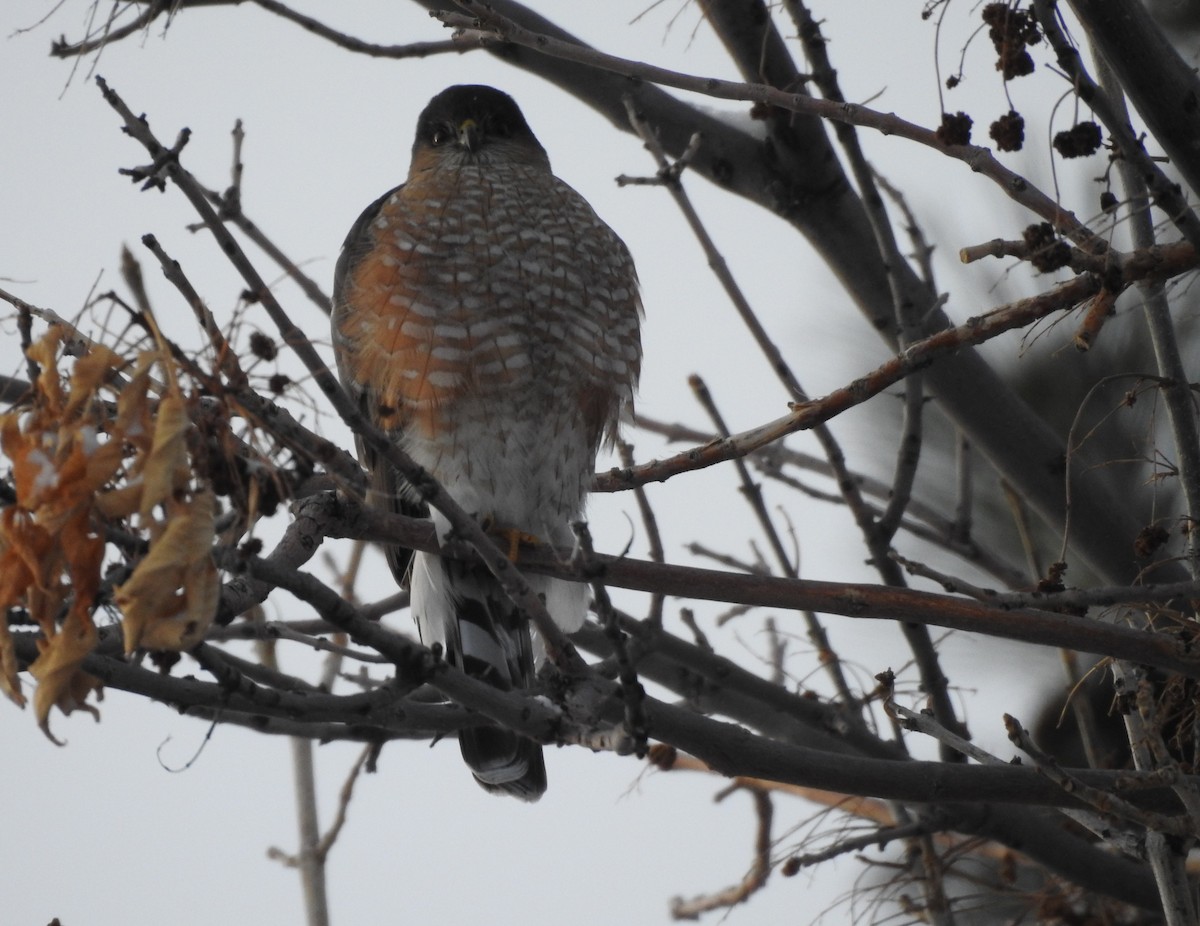 Sharp-shinned Hawk - Shane Sater