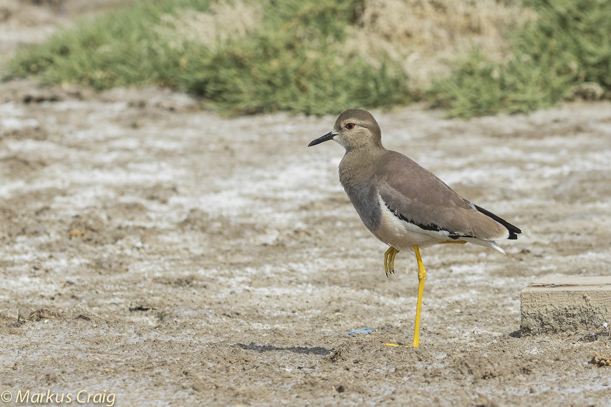 White-tailed Lapwing - Markus Craig