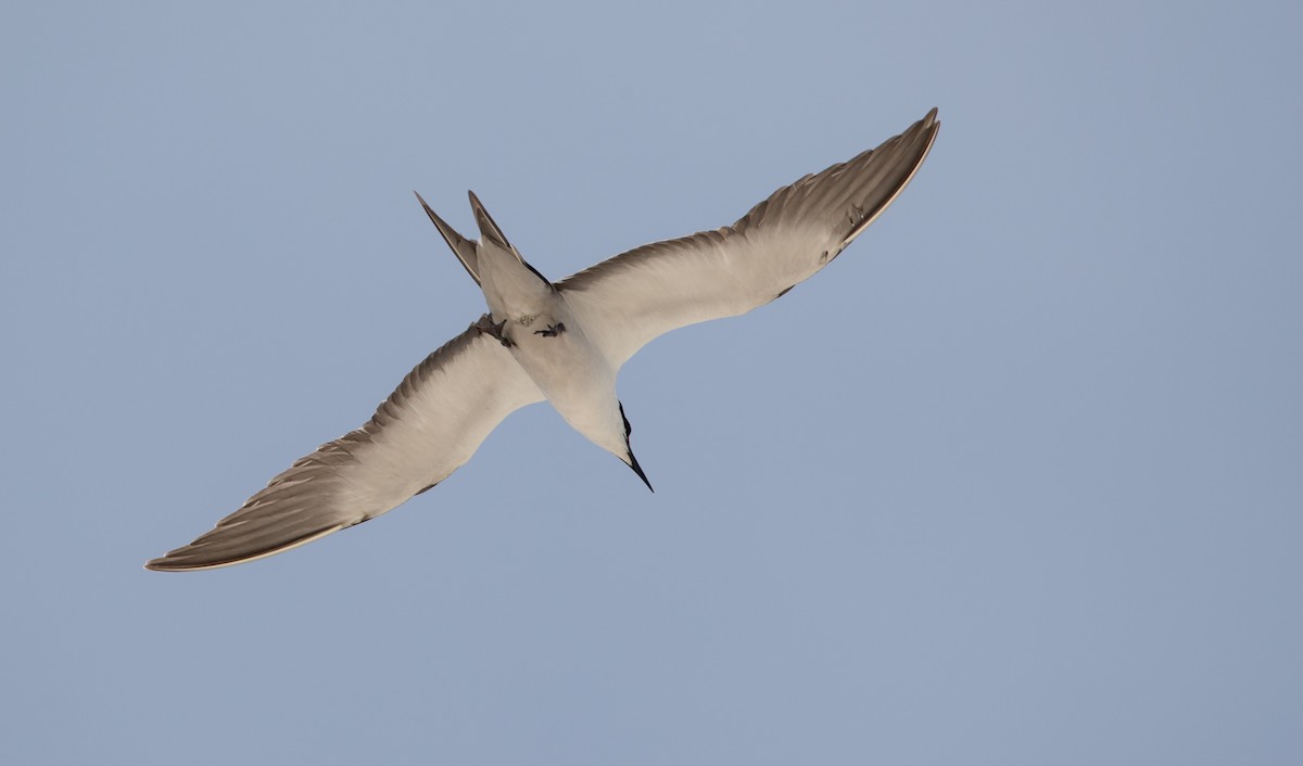 Sooty Tern - ML82177741