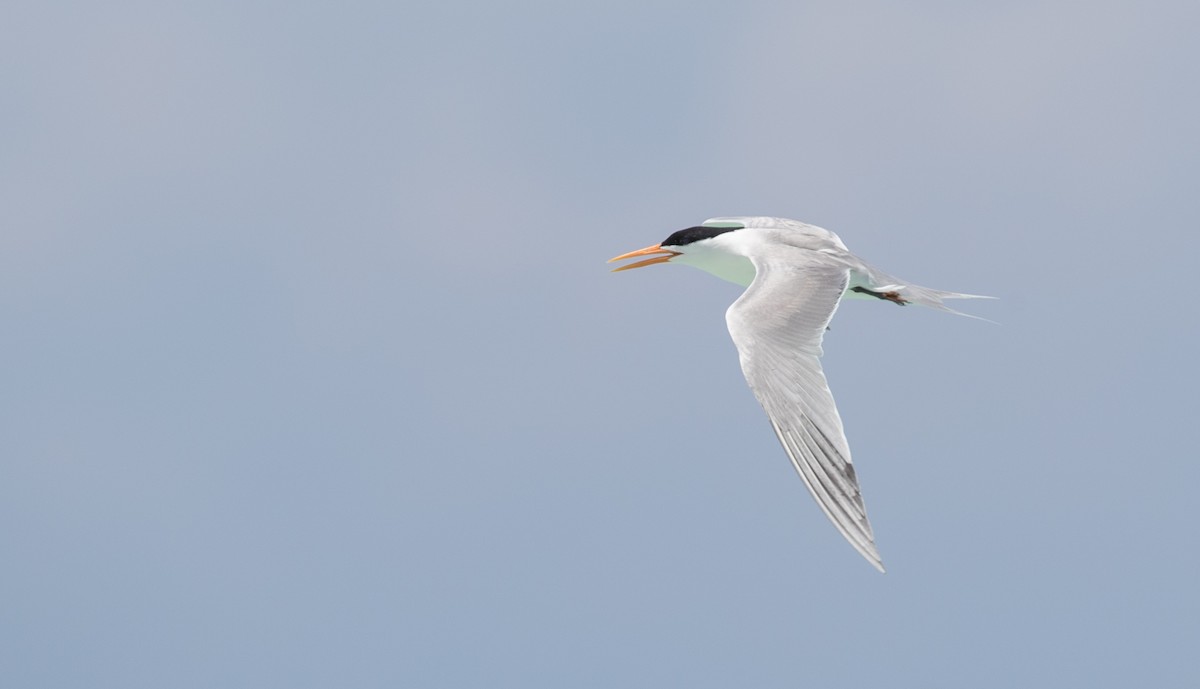 Lesser Crested Tern - Ian Davies