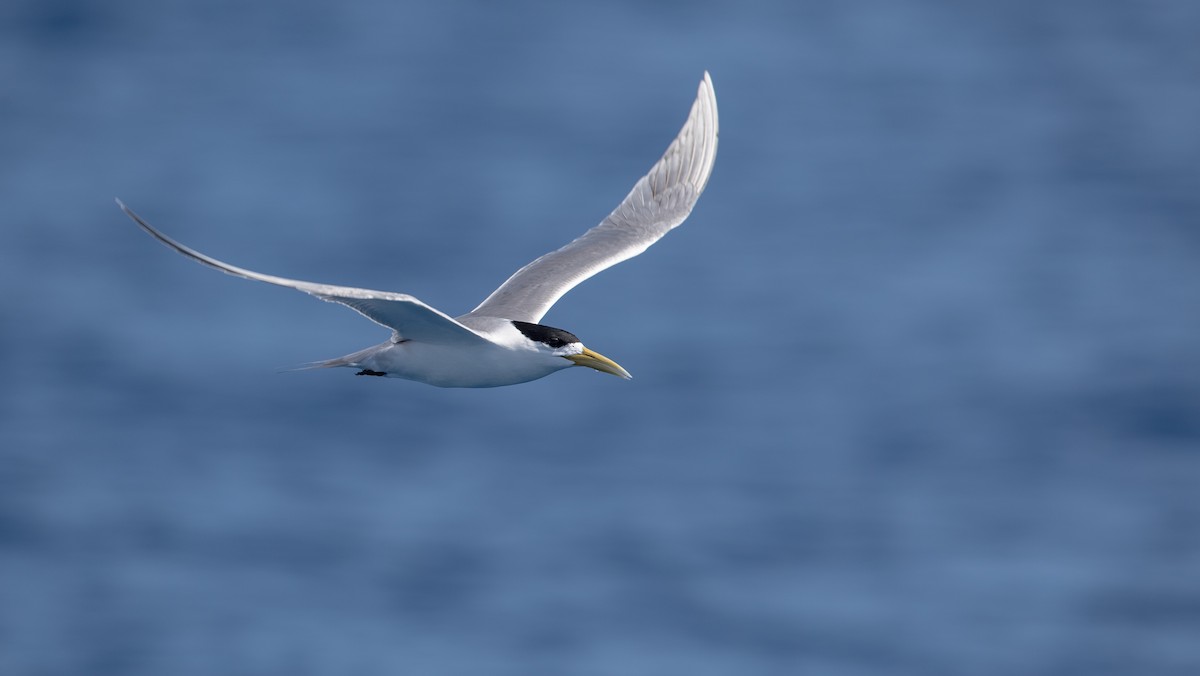 Great Crested Tern - ML82178021