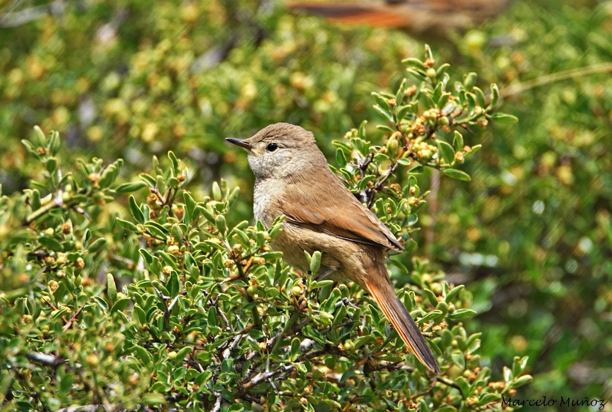 Sharp-billed Canastero - marcelo muñoz