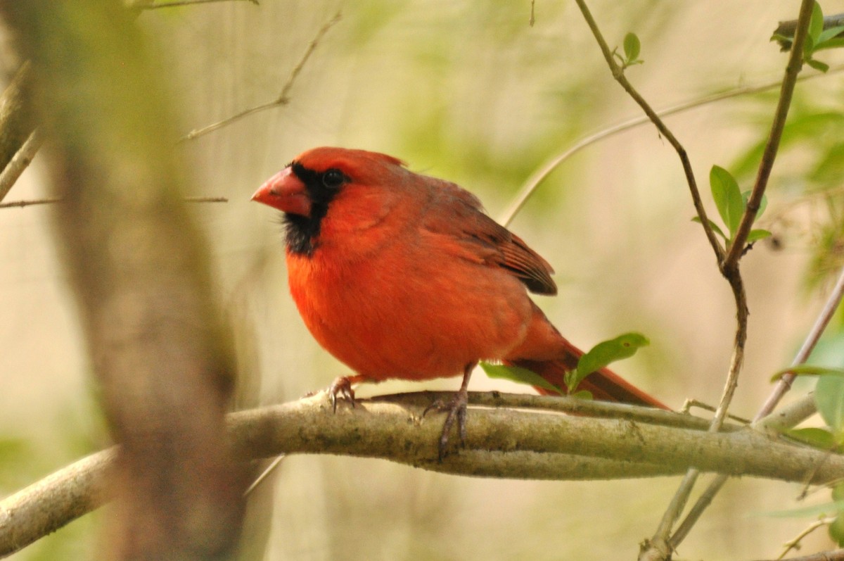 Northern Cardinal - ML82179091