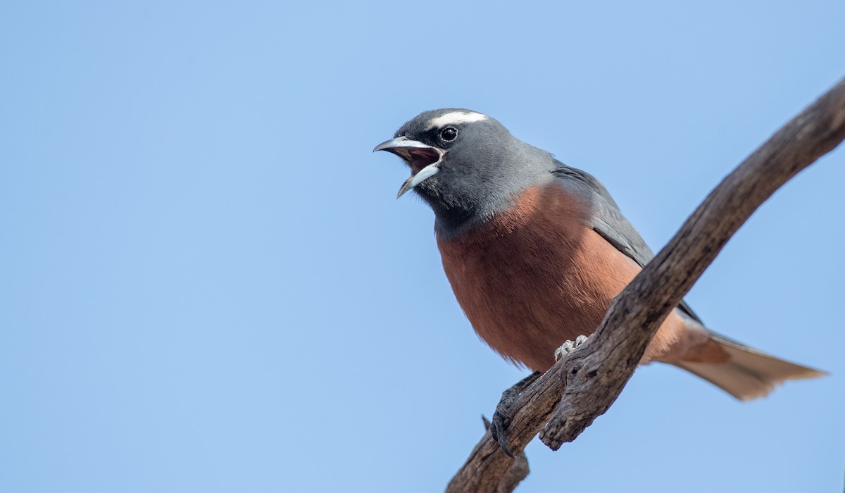 White-browed Woodswallow - ML82180251