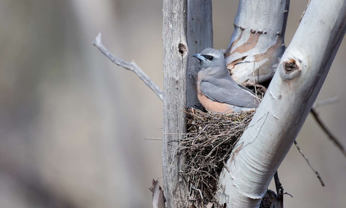 White-browed Woodswallow - ML82180261