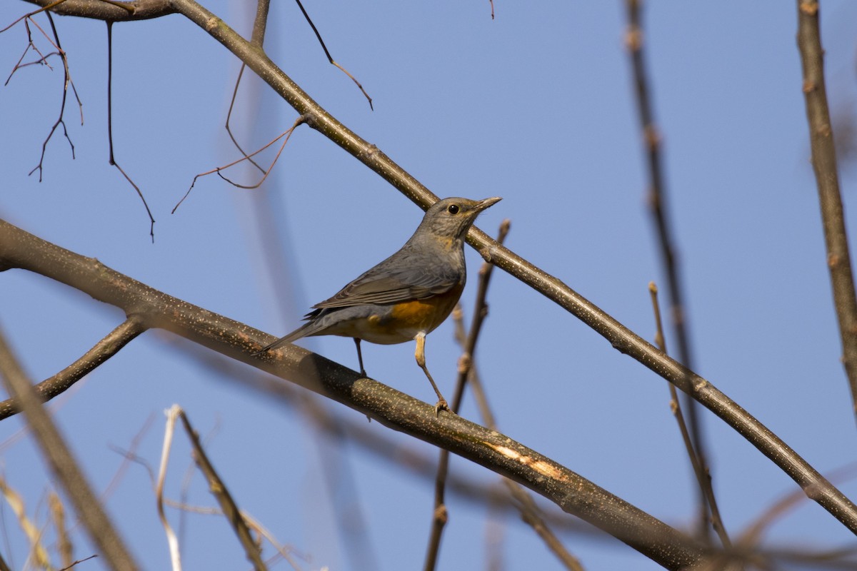 Gray-backed Thrush - Zongzhuang Liu