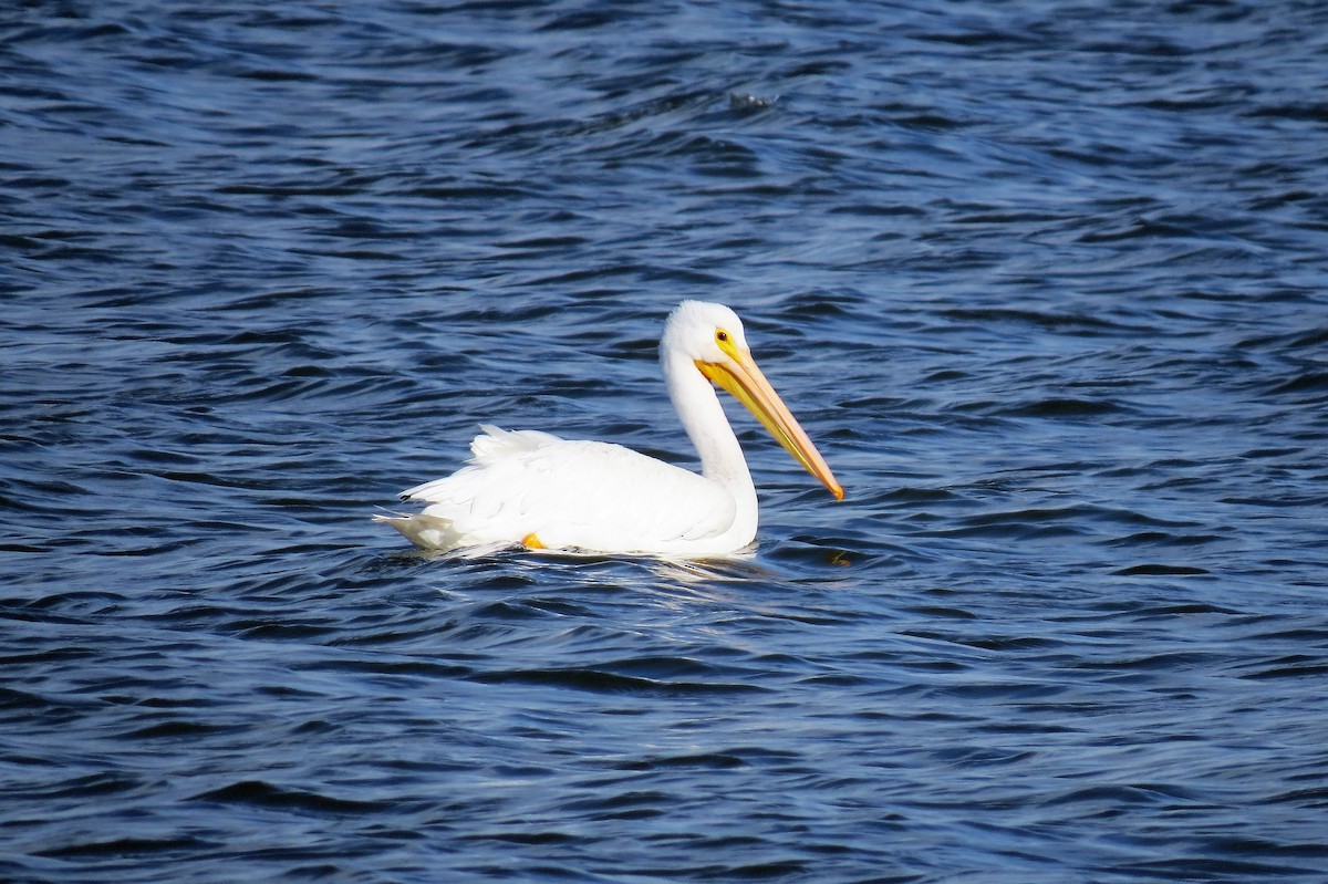 American White Pelican - ML82180611