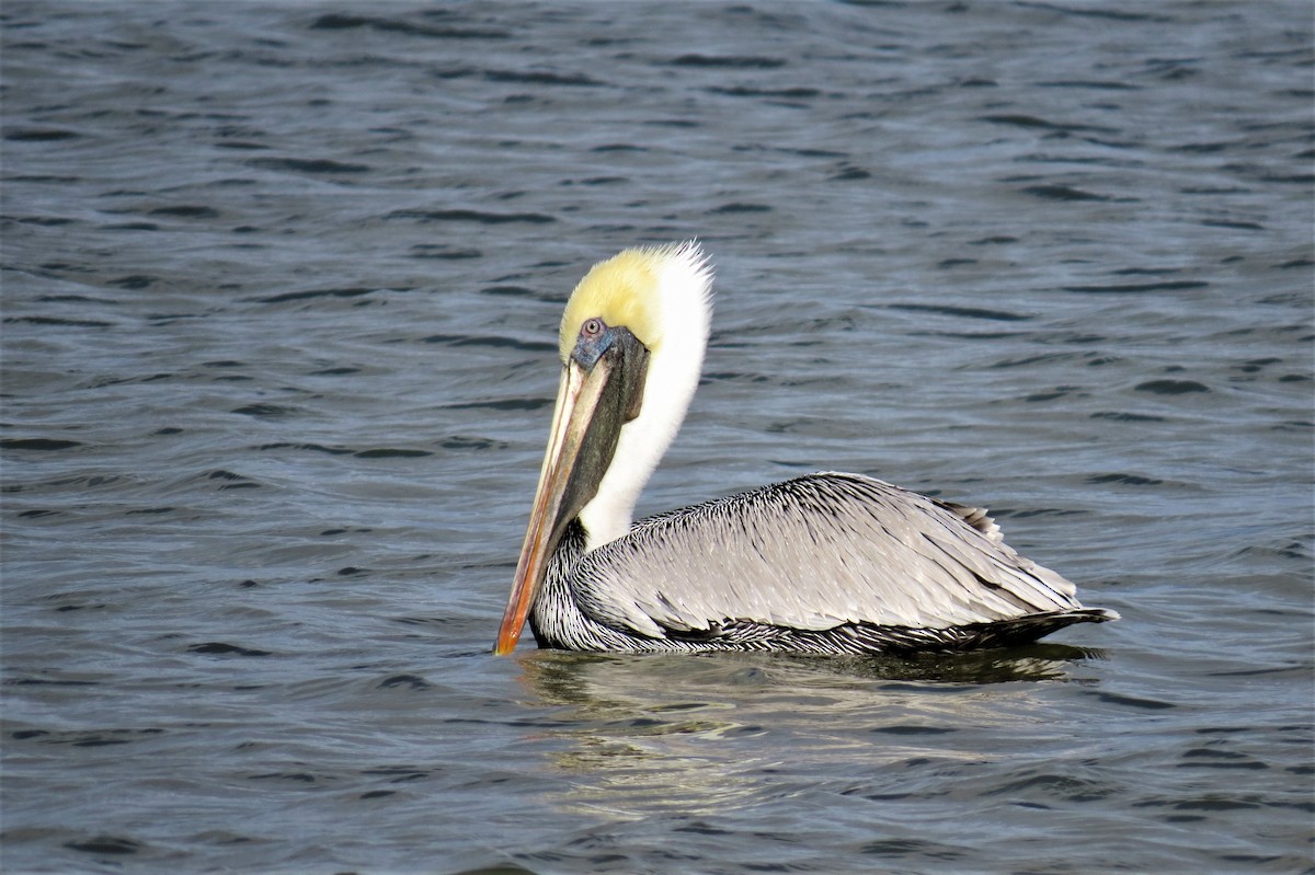 Brown Pelican - ML82180621