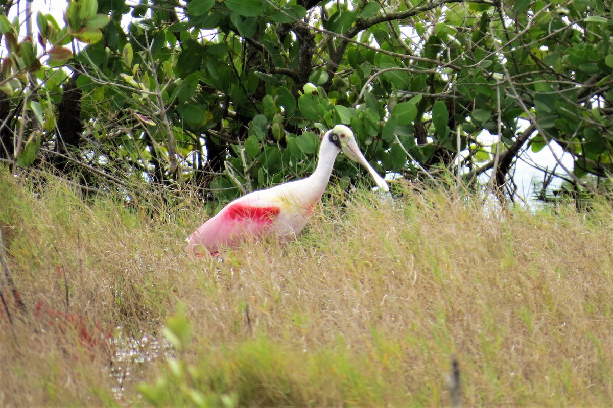 Roseate Spoonbill - ML82180671