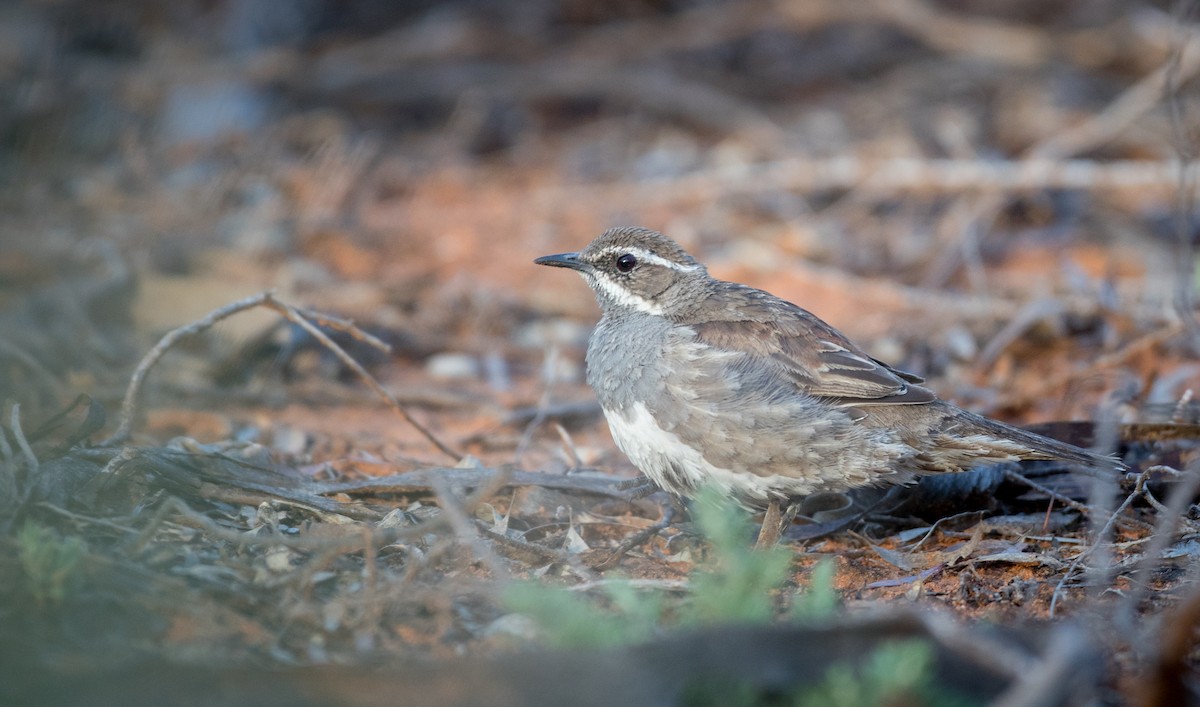 Chestnut Quail-thrush - ML82181301