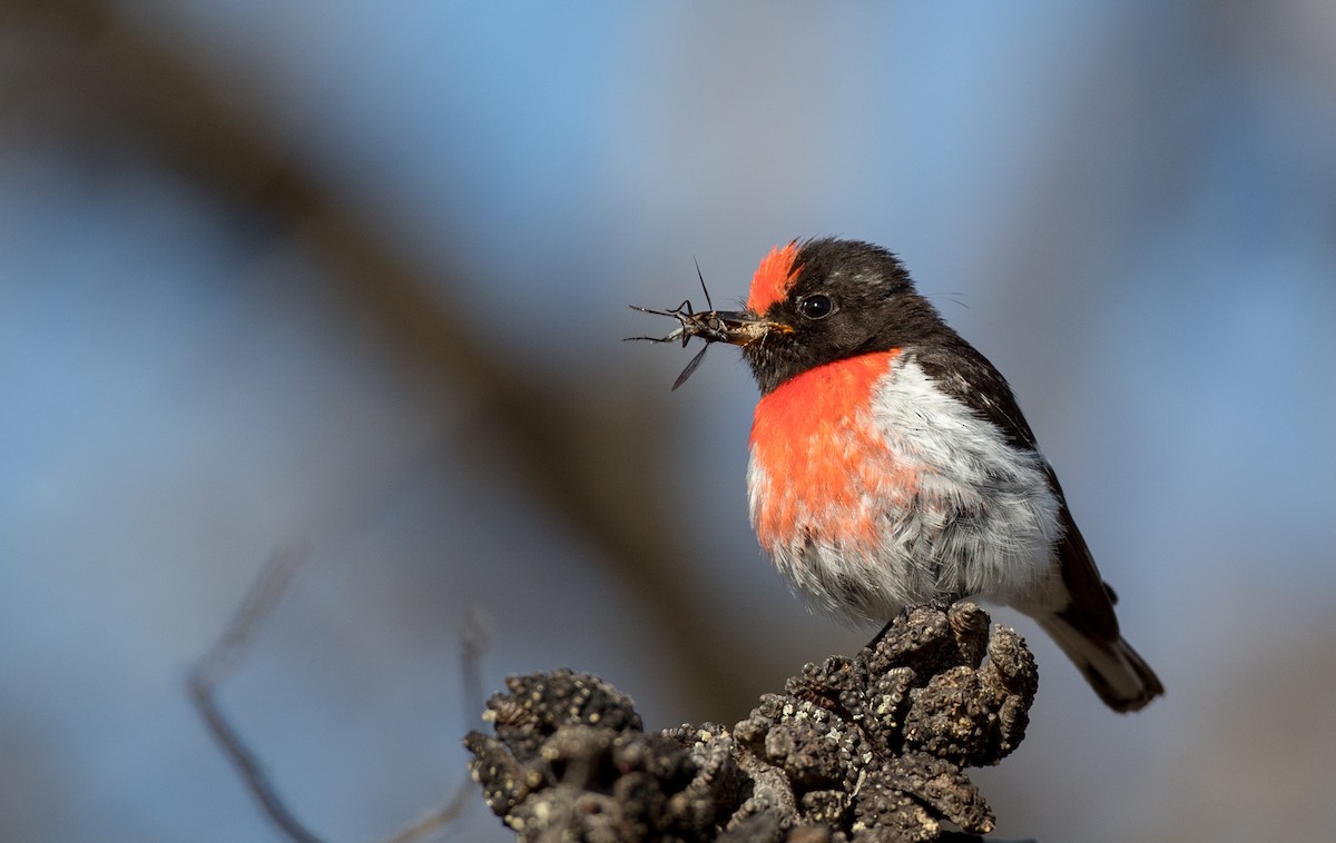 Red-capped Robin - Ian Davies