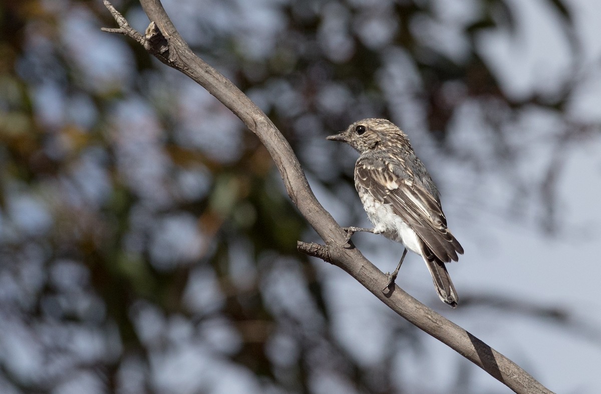 Petroica Encapuchada - ML82181551