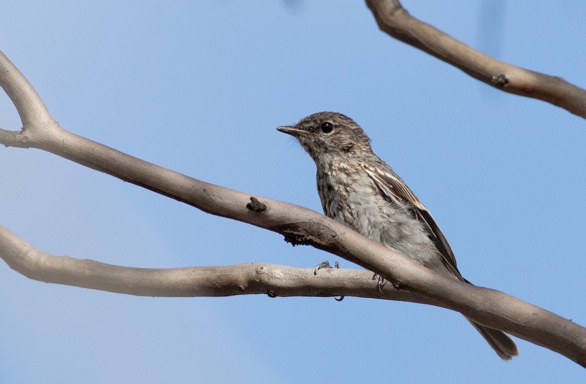 Petroica Encapuchada - ML82181561