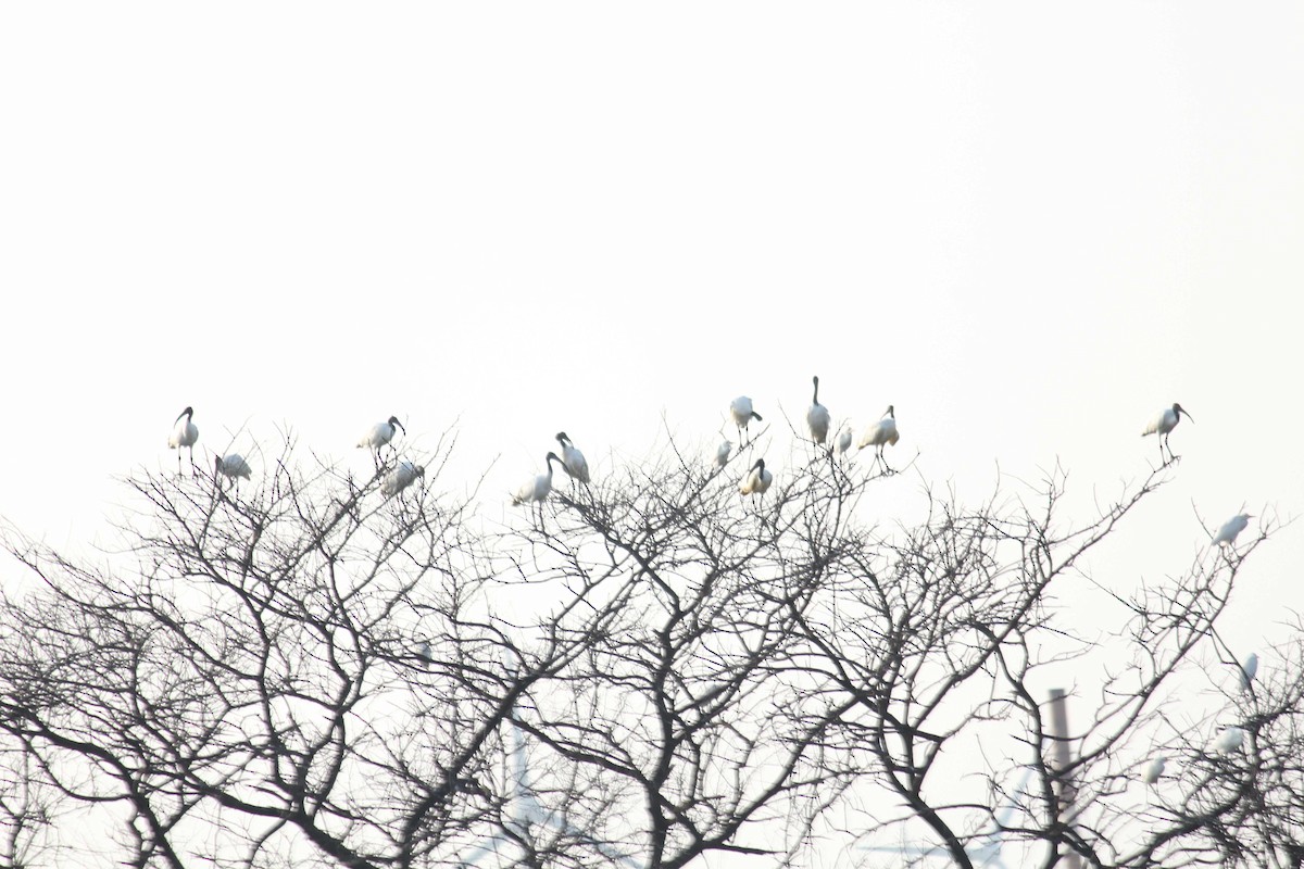 Black-headed Ibis - ML82182191