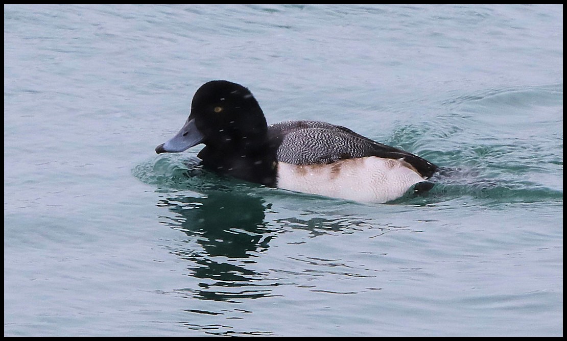 Greater Scaup - ML82182281