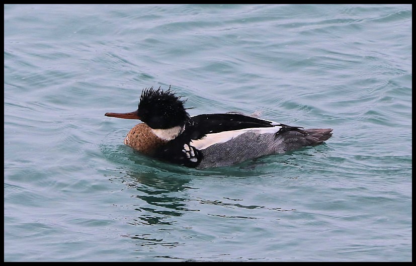 Red-breasted Merganser - ML82182441