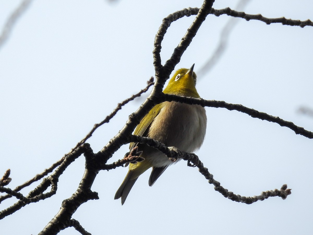 Warbling White-eye - ML82182681