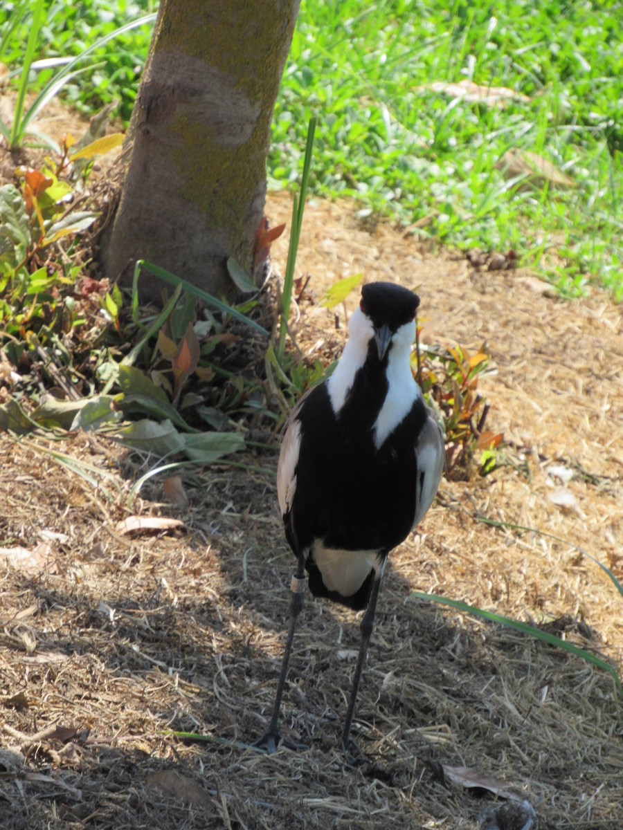 Spur-winged Lapwing - ML82182791