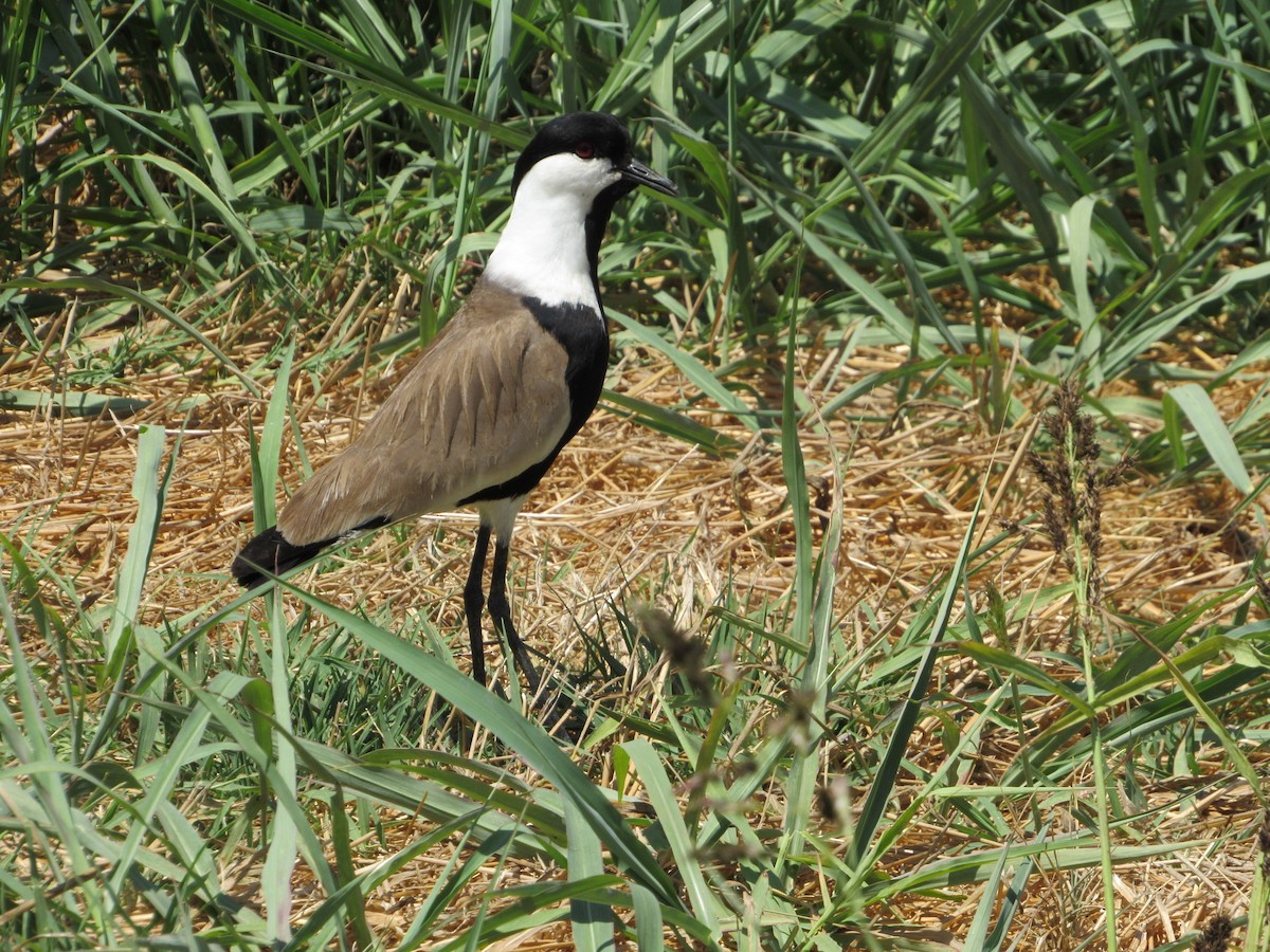 Spur-winged Lapwing - ML82182801