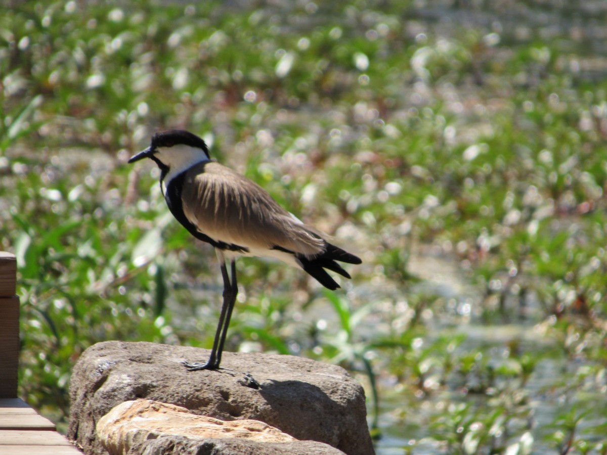 Spur-winged Lapwing - ML82182821