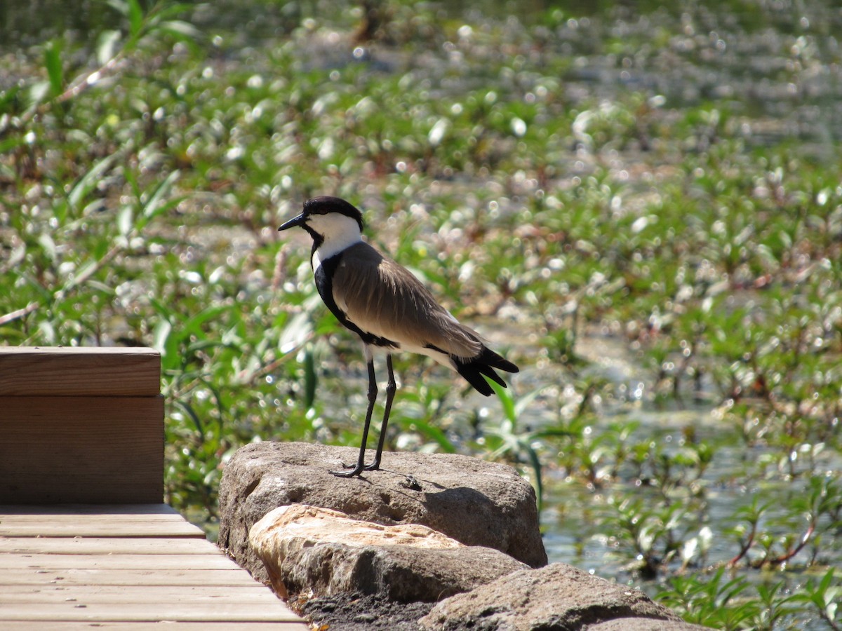 Spur-winged Lapwing - ML82182831