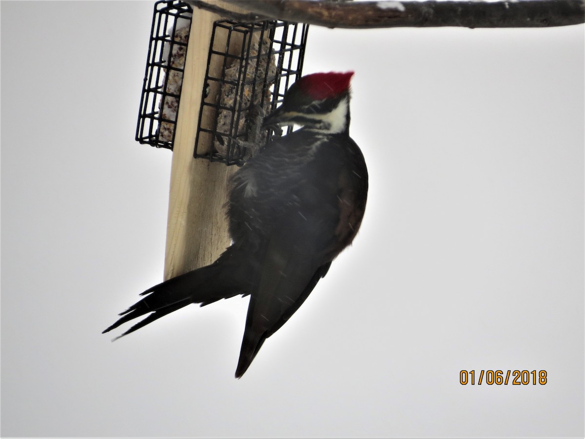 Pileated Woodpecker - ML82183191
