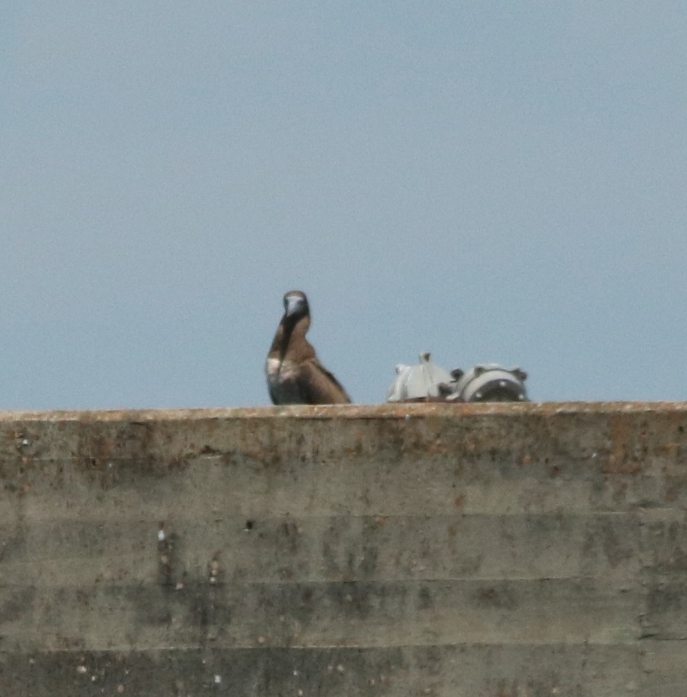 Brown Booby - ML82183291