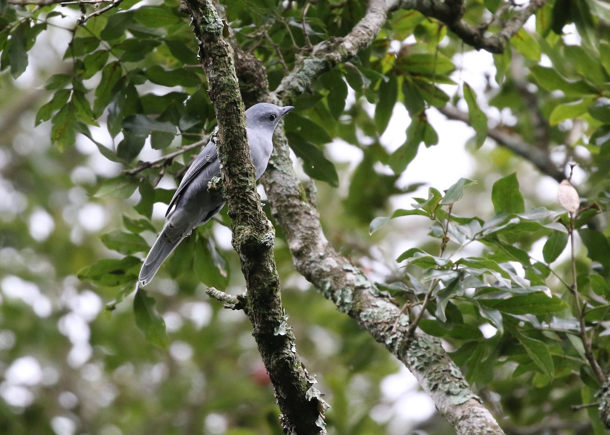 Gray Cuckooshrike - Dean LaTray