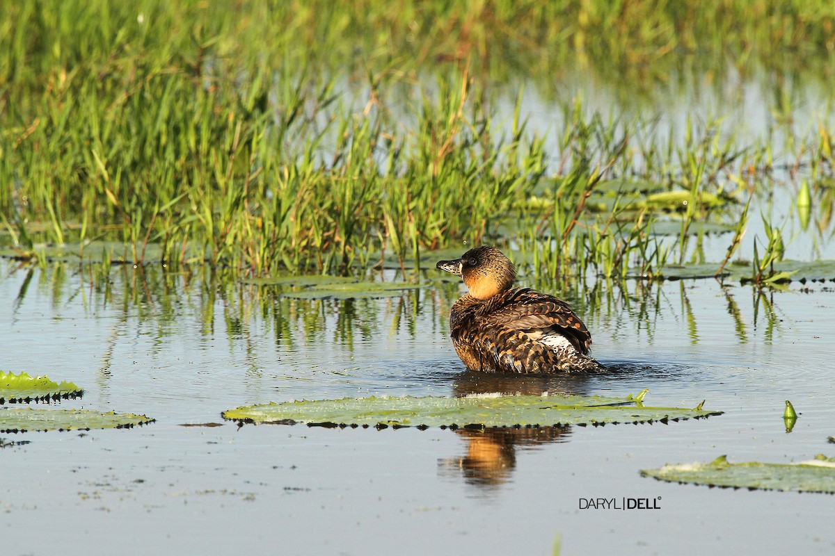 White-backed Duck - ML82184161