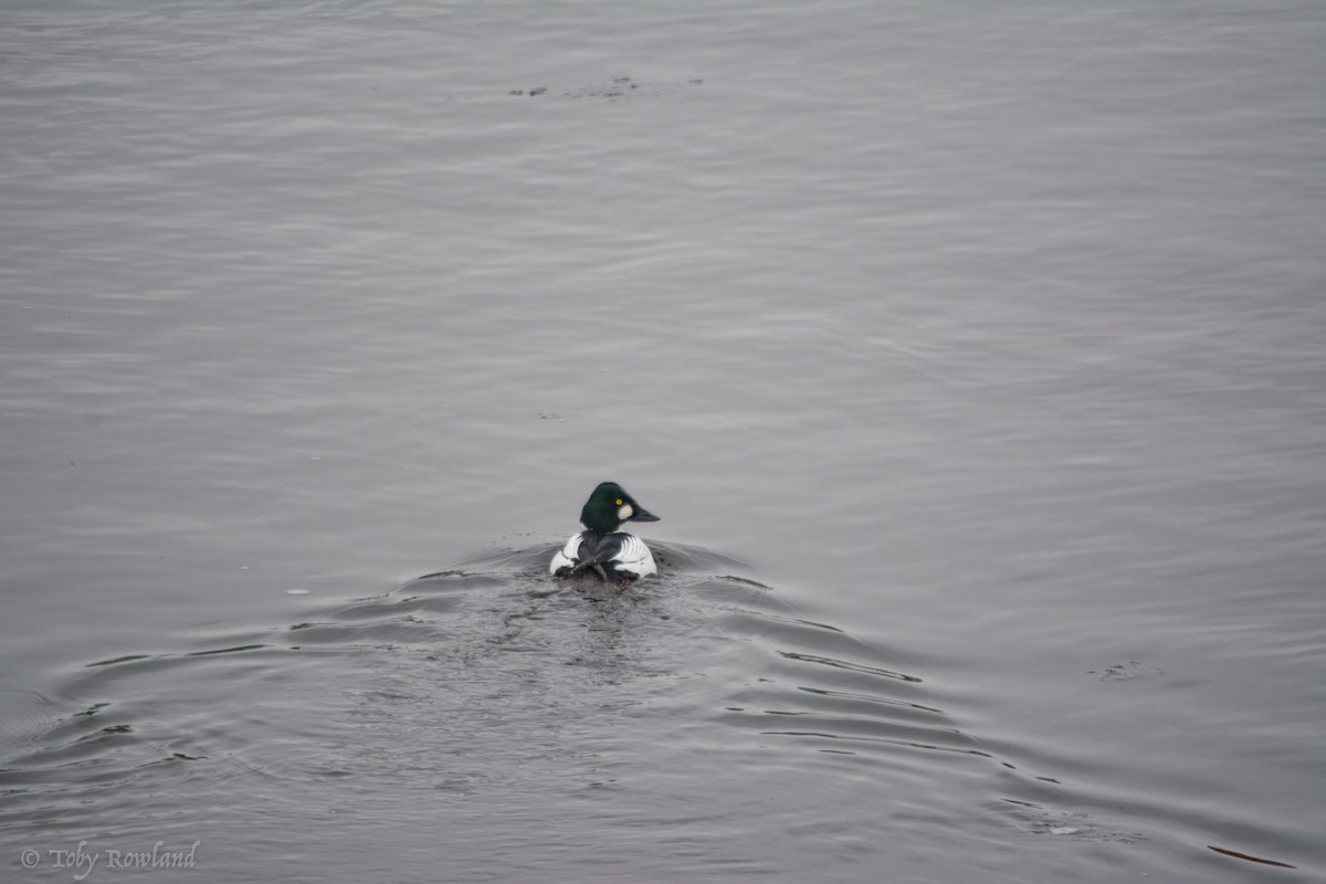 Common Goldeneye - ML82184321