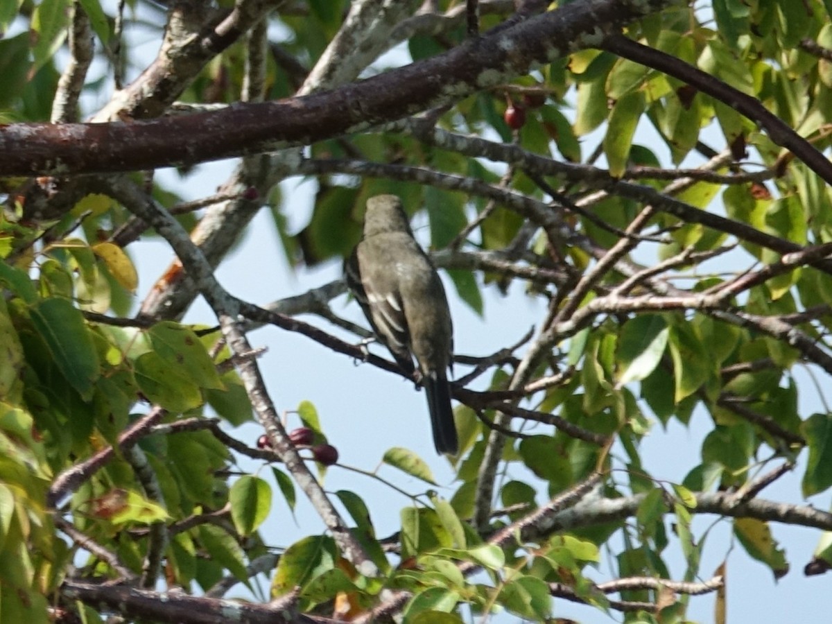 Caribbean Elaenia - ML82184841