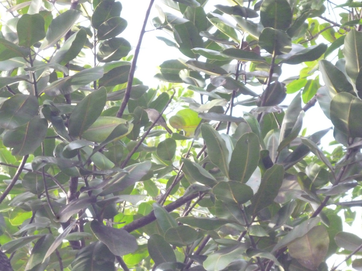 Orange-crowned Warbler - Jorge Guerra