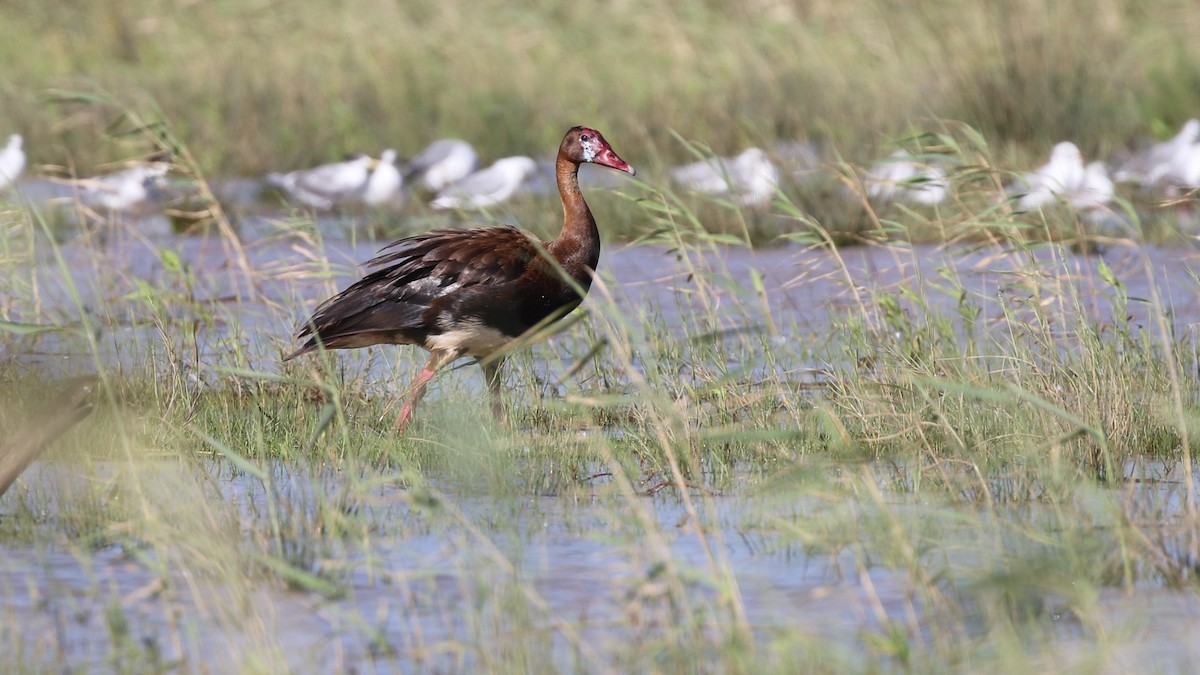 Spur-winged Goose - ML82186841