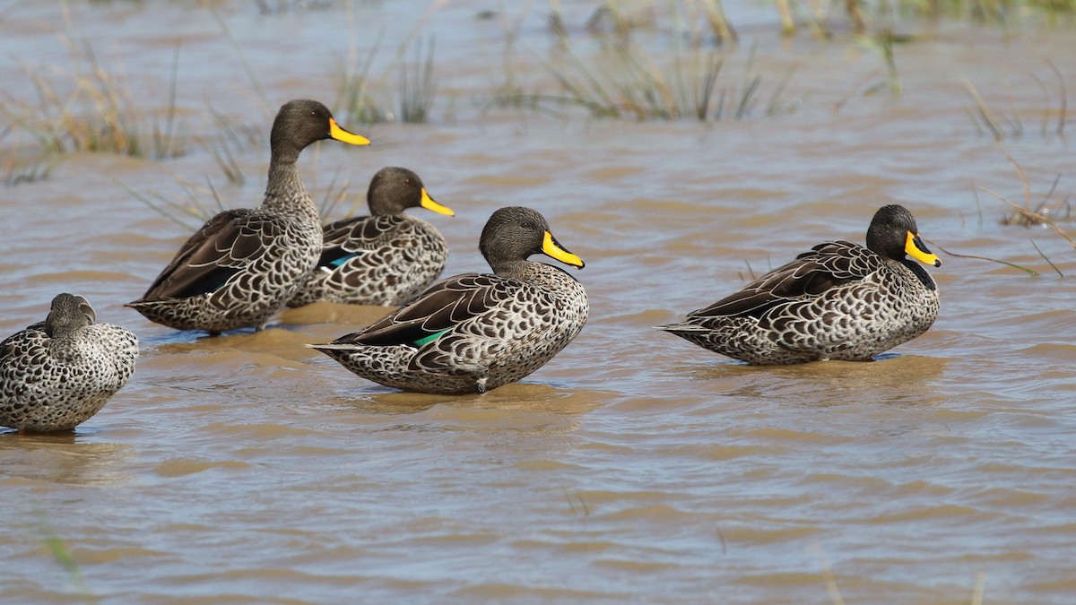 Yellow-billed Duck - Dean LaTray