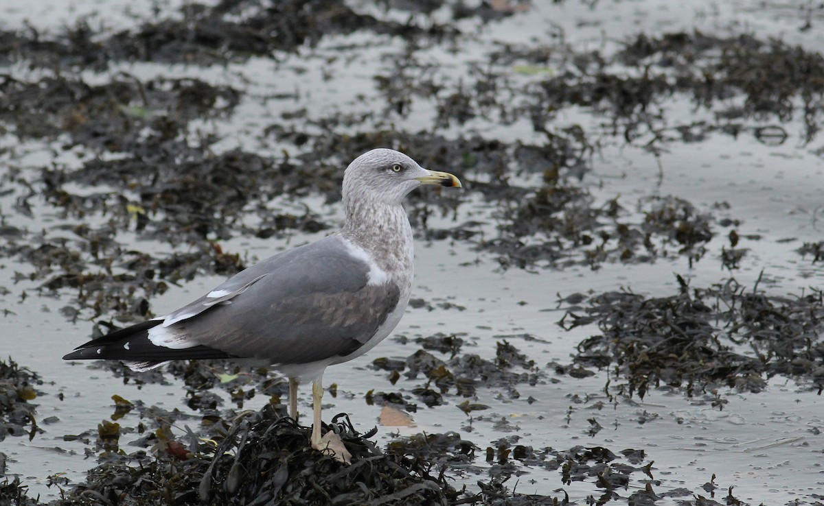 Zafferano (graellsii) - ML82187671