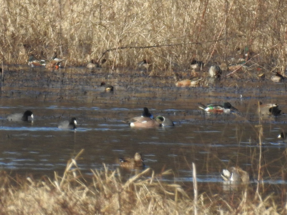 Northern Shoveler - ML82188061