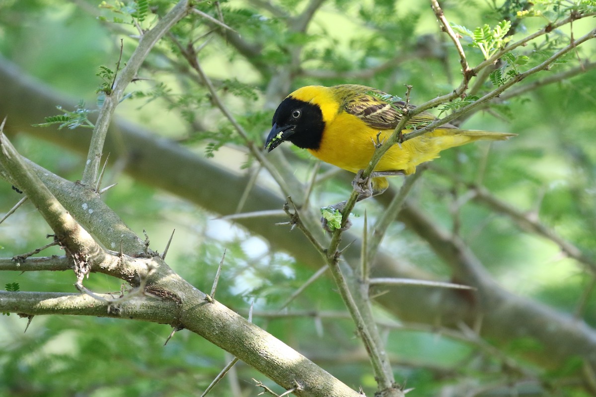 Lesser Masked-Weaver - Dean LaTray