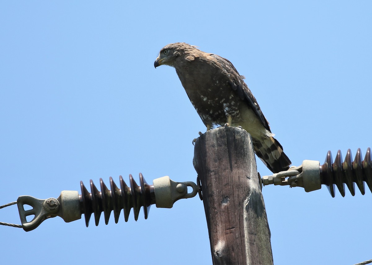 Fasciated Snake-Eagle - Dean LaTray