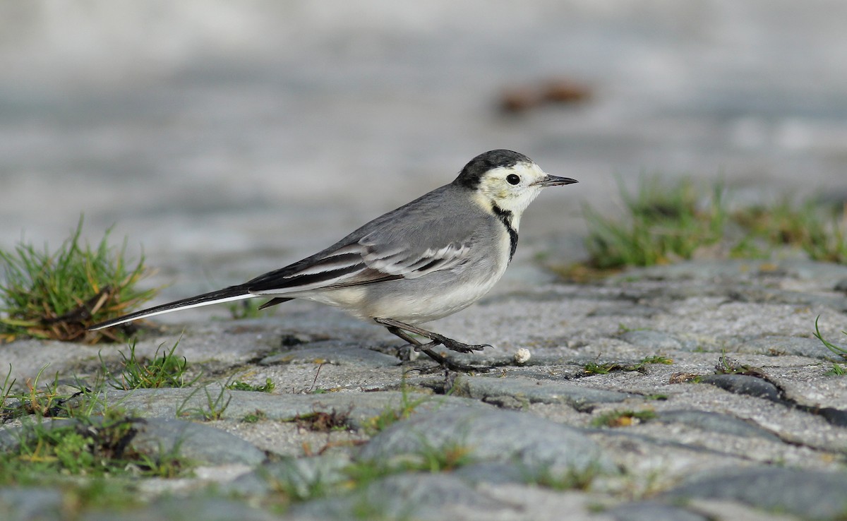 White Wagtail (White-faced) - ML82190121